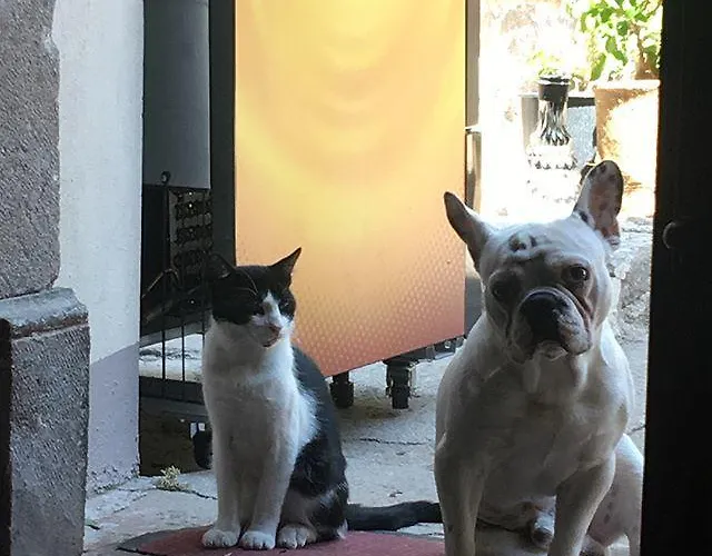 Sanart & Loca Garden *